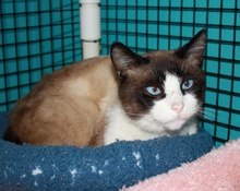 [picture of Chai, a Snowshoe brown/tan/white\ cat] 