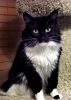 A picture of #NS04042: Penguin a Maine Coon-x black/white
