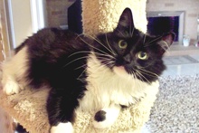 [another picture of Penguin, a Maine Coon-x black/white\ cat] 