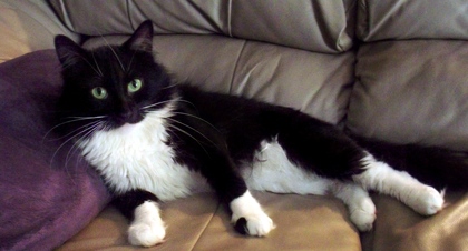 [picture of Penguin, a Maine Coon-x black/white cat]
