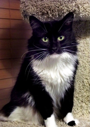 [picture of Penguin, a Maine Coon-x black/white cat]