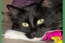 [picture of Penguin, a Maine Coon-x black/white cat]