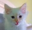 A picture of #NS04043: Sidney a Siames/Domestic Medium Hair-x flamepoint