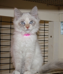 [picture of Priscilla, a Siames/Domestic Medium Hair-x lynx point cat]
