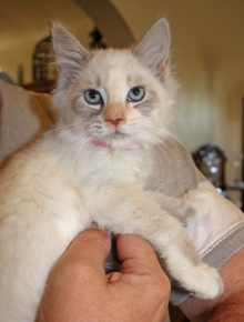 [picture of Priscilla, a Siames/Domestic Medium Hair-x lynx point\ cat] 