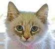 A picture of #NS04045: Sophia FKA Savannah a Siames/Domestic Medium Hair-x lynx point