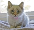[picture of Sophia FKA Savannah, a Siames/Domestic Medium Hair-x lynx point cat]