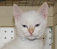 A picture of #NS04046: Bernie a Siames/Domestic Medium Hair-x flamepoint