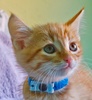 A picture of #NS04047: Sunny FKA Fagin a Domestic Short Hair orange tabby