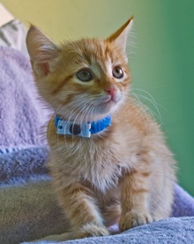 [another picture of Sunny FKA Fagin, a Domestic Short Hair orange tabby\ cat] 