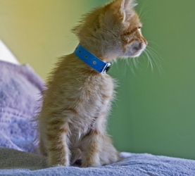 [picture of Sunny FKA Fagin, a Domestic Short Hair orange tabby cat]