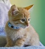 [picture of Sunny FKA Fagin, a Domestic Short Hair orange tabby cat]