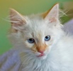 A picture of #NS04048: Sammy a Siamese/Domestic Medium Hair-x flamepoint