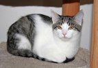 A picture of #NS04049: Tyke a Domestic Short Hair brown tabby/white
