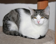 [another picture of Tyke, a Domestic Short Hair brown tabby/white\ cat] 