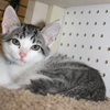 [picture of Tyke, a Domestic Short Hair brown tabby/white cat]