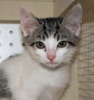 [picture of Tyke, a Domestic Short Hair brown tabby/white cat]