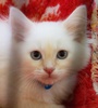 A picture of #NS04050: Simon a Siamese/Domestic Medium Hair-x flamepoint