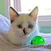 A picture of #NS04051: Serena a Siamese/Domestic Medium Hair-x tortipoint