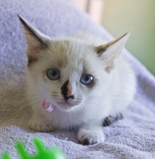 [another picture of Serena, a Siamese/Domestic Medium Hair-x tortipoint\ cat] 