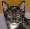A picture of #NS04052: Barney a Domestic Short Hair black/white