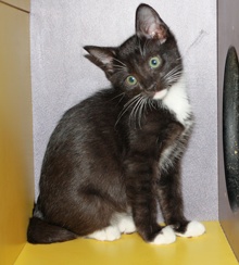 [another picture of Barney, a Domestic Short Hair black/white\ cat] 