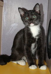 [picture of Barney, a Domestic Short Hair black/white cat]