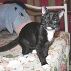 [picture of Barney, a Domestic Short Hair black/white cat]