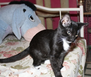 [picture of Barney, a Domestic Short Hair black/white cat]