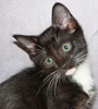 [picture of Barney, a Domestic Short Hair black/white cat]