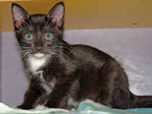 [picture of Barney, a Domestic Short Hair black/white\ cat] 