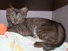 [another picture of Bogart, a Domestic Short Hair black tabby\ cat] 