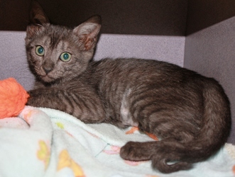 [picture of Bogart, a Domestic Short Hair black tabby cat]