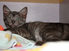 [picture of Bogart, a Domestic Short Hair black tabby\ cat] 