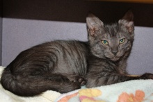 [another picture of Bilbo, a Domestic Short Hair black tabby\ cat] 