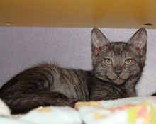 [picture of Bilbo, a Domestic Short Hair black tabby\ cat] 