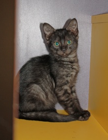 [another picture of Bernadette, a Domestic Short Hair black tabby\ cat] 