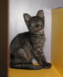 [picture of Bernadette, a Domestic Short Hair black tabby\ cat] 