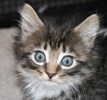 A picture of #NS04056: Isabella a Domestic Medium Hair tabby