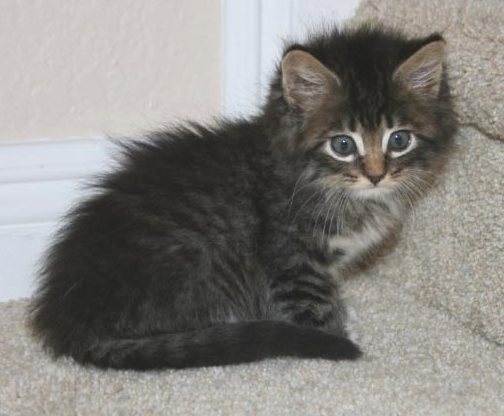 domestic medium hair grey tabby kitten