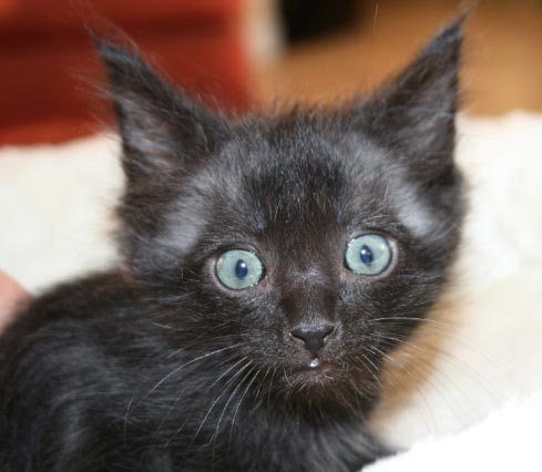 [another picture of Jagger, a Domestic Medium Hair black\ cat] 