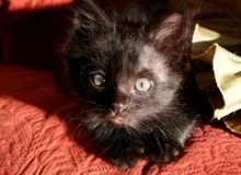 [picture of Jagger, a Domestic Medium Hair black\ cat] 