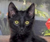 A picture of #NS04058: Shadow a Domestic Medium Hair black