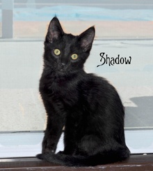 [another picture of Shadow, a Domestic Medium Hair black\ cat] 