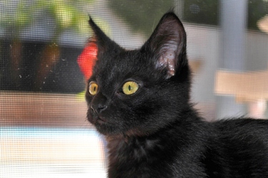 [picture of Shadow, a Domestic Medium Hair black cat]