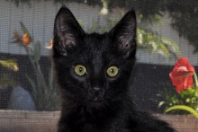 [picture of Shadow, a Domestic Medium Hair black cat]