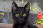 [picture of Shadow, a Domestic Medium Hair black cat]