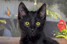 [picture of Shadow, a Domestic Medium Hair black\ cat] 