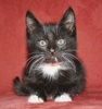 A picture of #NS04059: Mr. Mistofelees a Domestic Medium Hair black/white