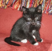 [another picture of Mr. Mistofelees, a Domestic Medium Hair black/white\ cat] 